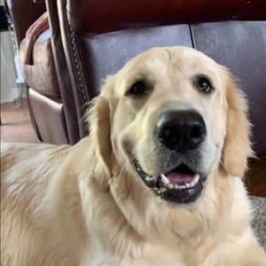 Meet your Posher, Abby